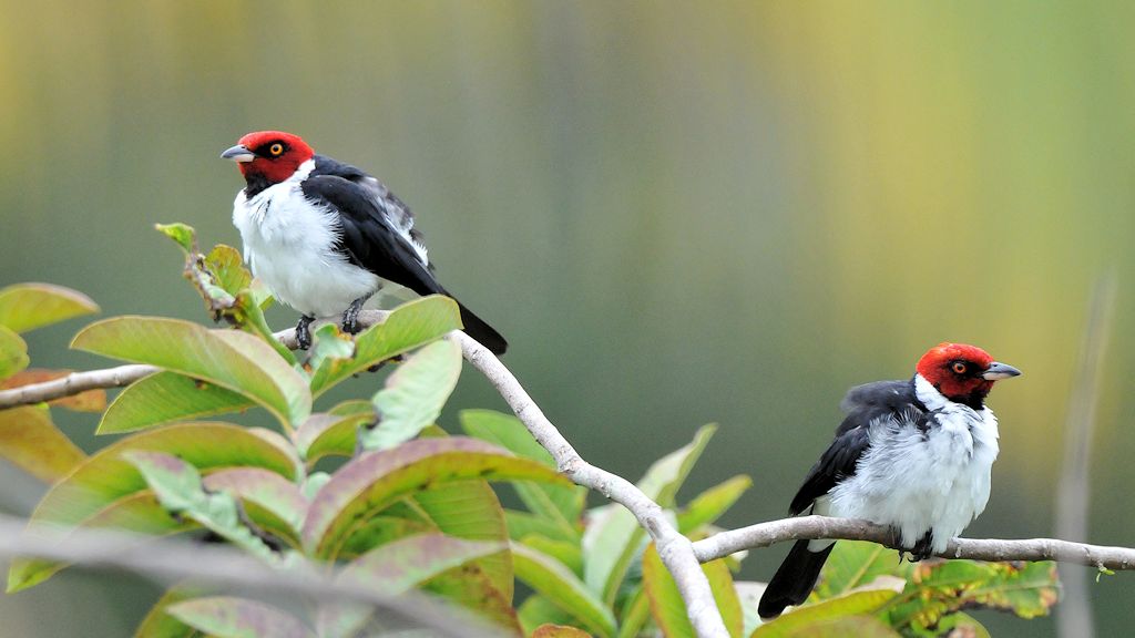 Schwarzkehrkardinal (Red Capped Cardinal)
Iwokrama Rainforest
1240