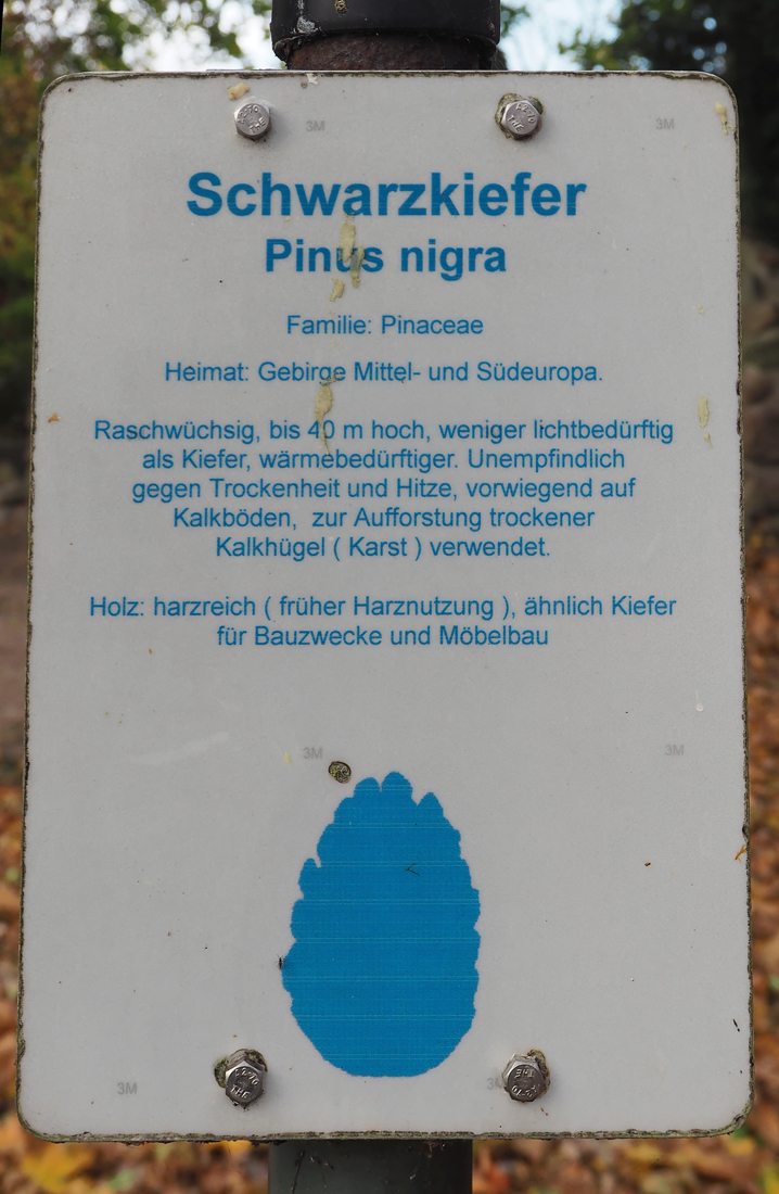 Schwarzkiefer 3.jpg