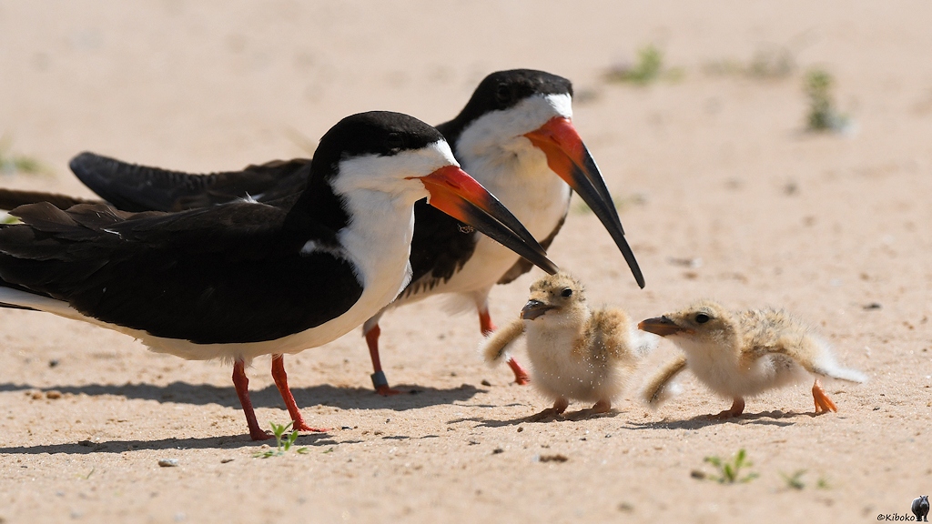 Schwarzmantel Scherenschnabel auch Amerikanischer Scherenschnabel genannt (Black Skimmer) mit Nachwuchs

s542 PortoJofre BlackSkimmer 8872