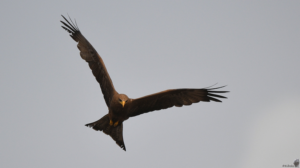 Schwarzmilan (Black kite)
Lahou-Plage

s925 Lahou Plage BlackKite 7364