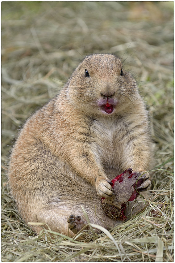 Schwarzschwanz-Präriehund (Cynomys ludovicianus)