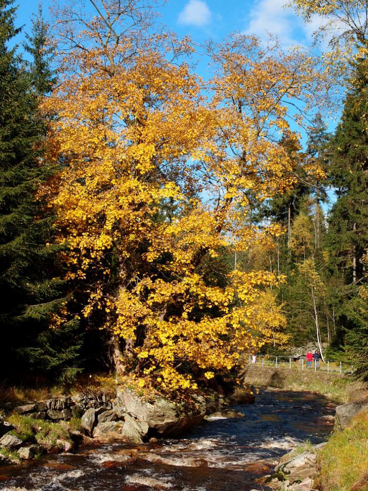 Schwarzwassertal