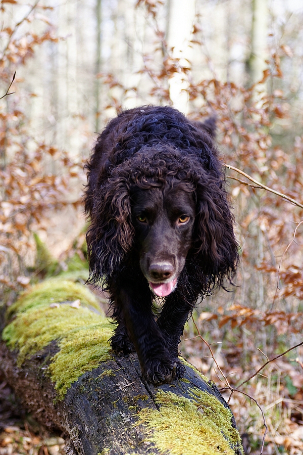 Schwebebalken