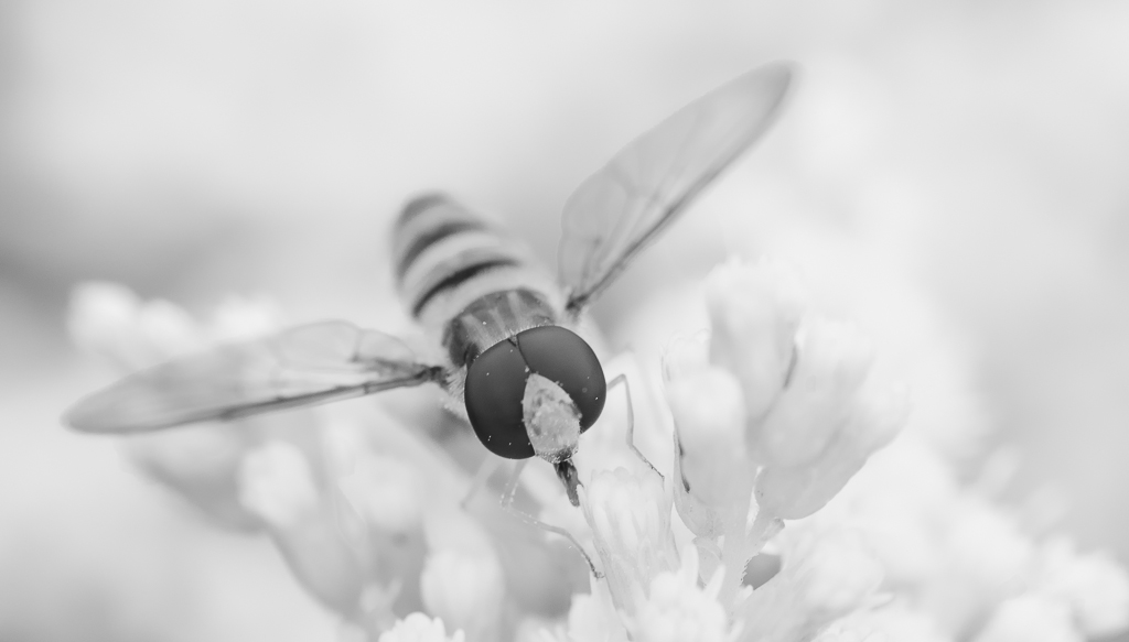 Schwebefliege 5bw