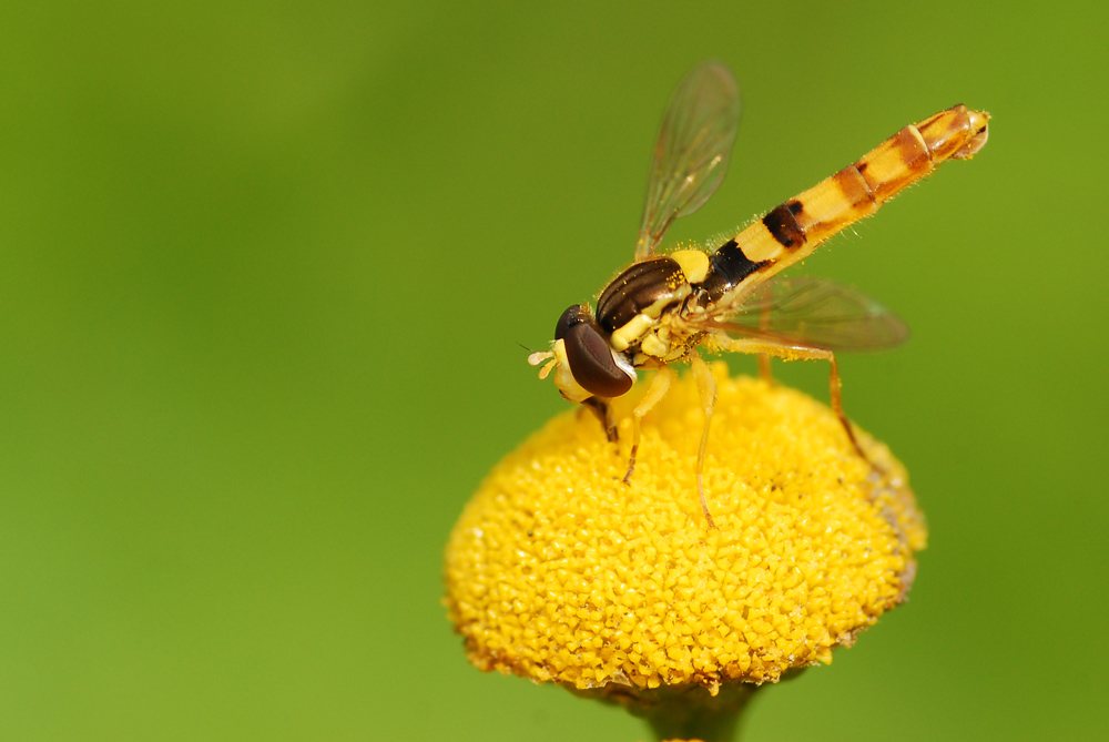 Schwebefliege