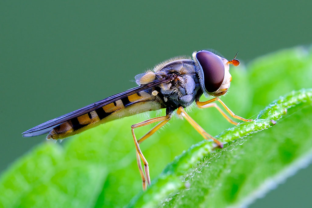 Schwebefliege
