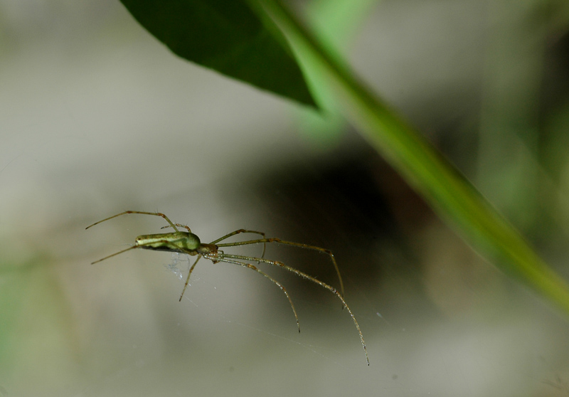schwebende Spinne
