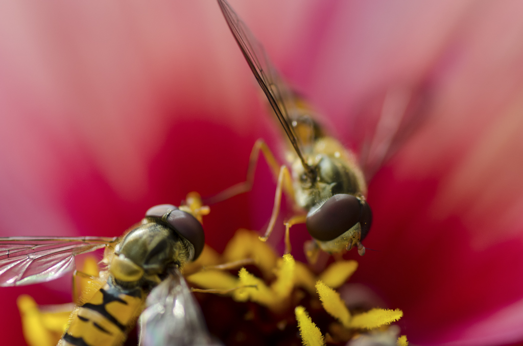 Schwebfliege 1