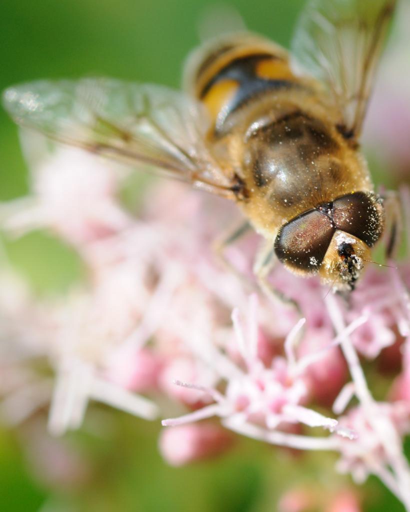 Schwebfliege 1