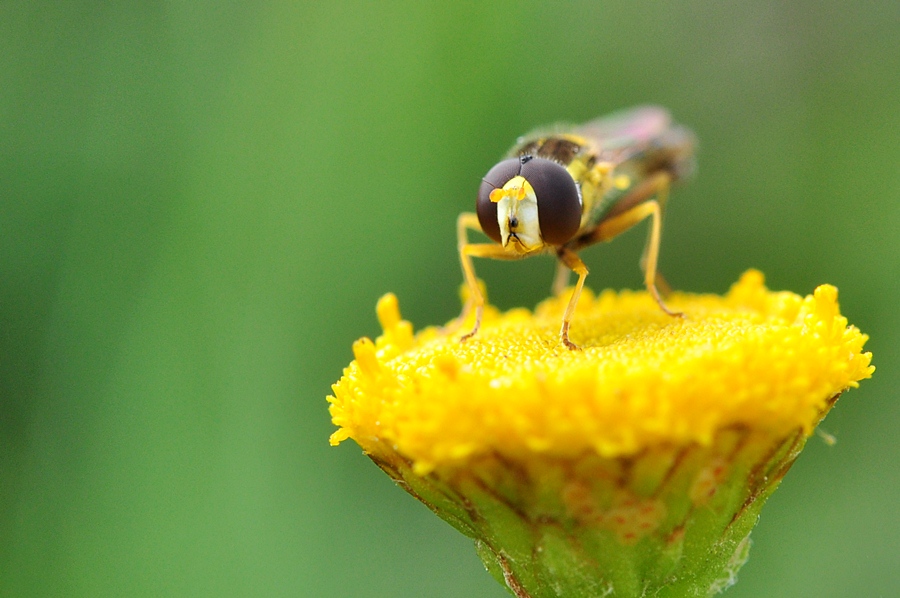 Schwebfliege #1