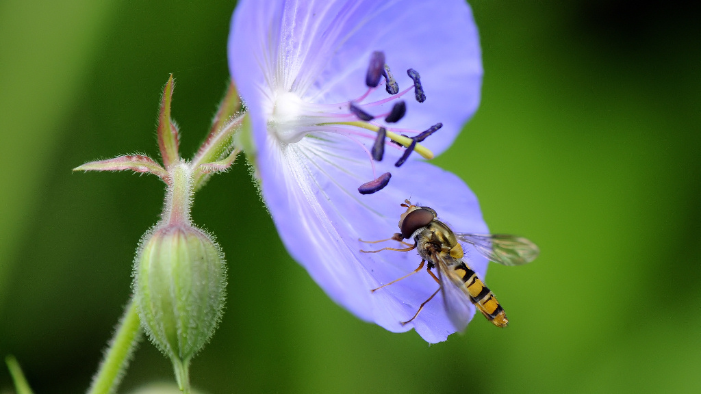 Schwebfliege 2