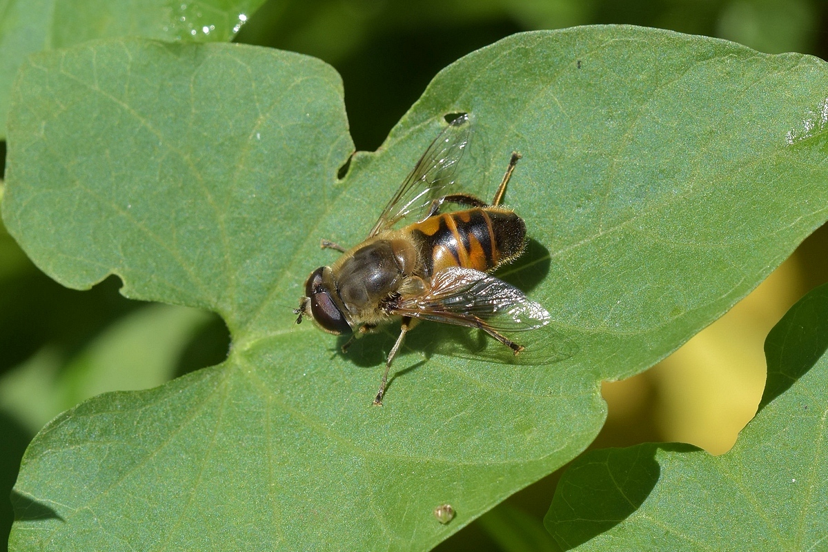 Schwebfliege 2