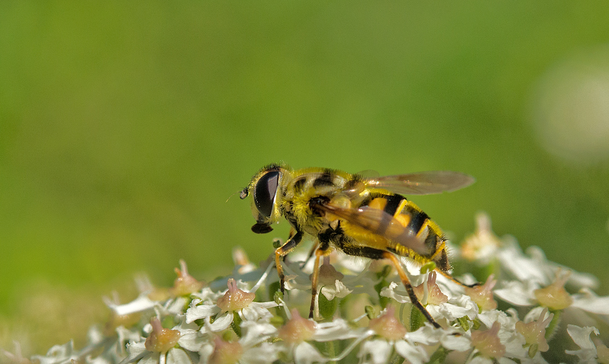 Schwebfliege 2