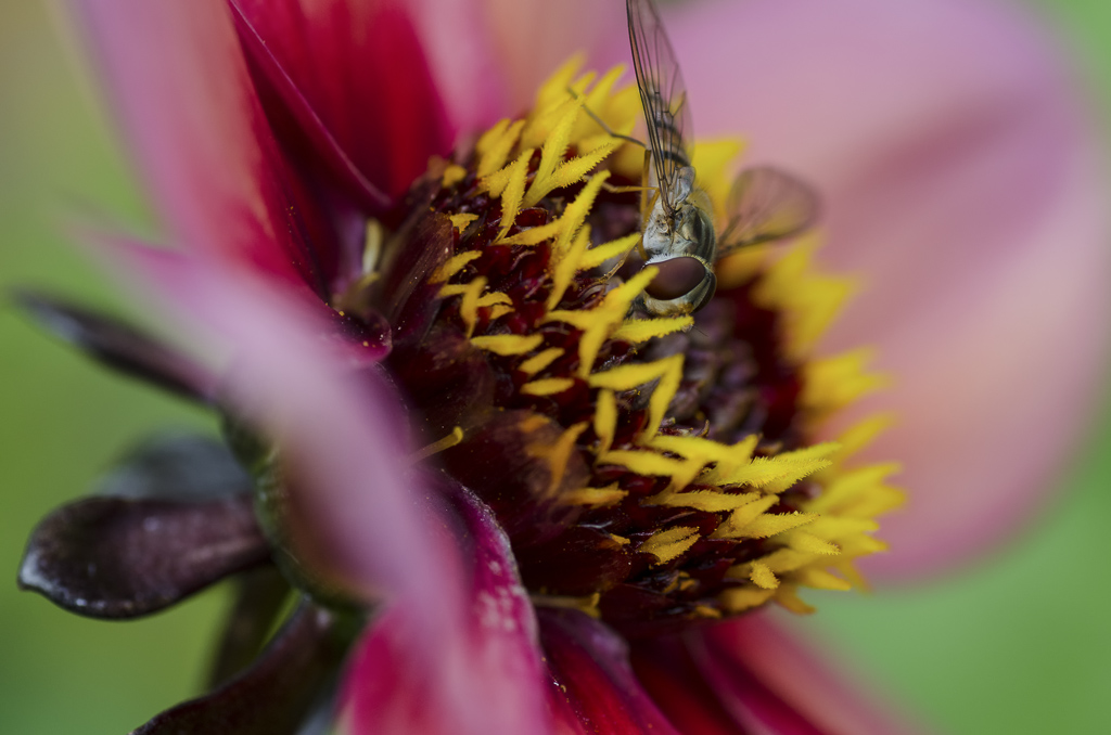 Schwebfliege 3