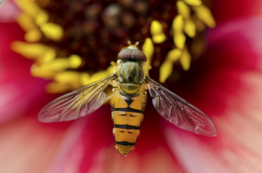 Schwebfliege 4