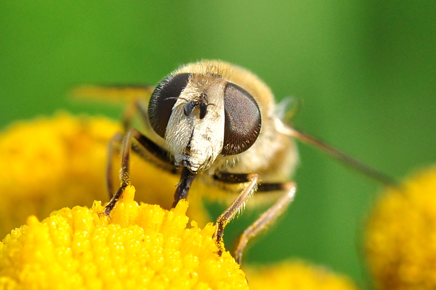 Schwebfliege #4