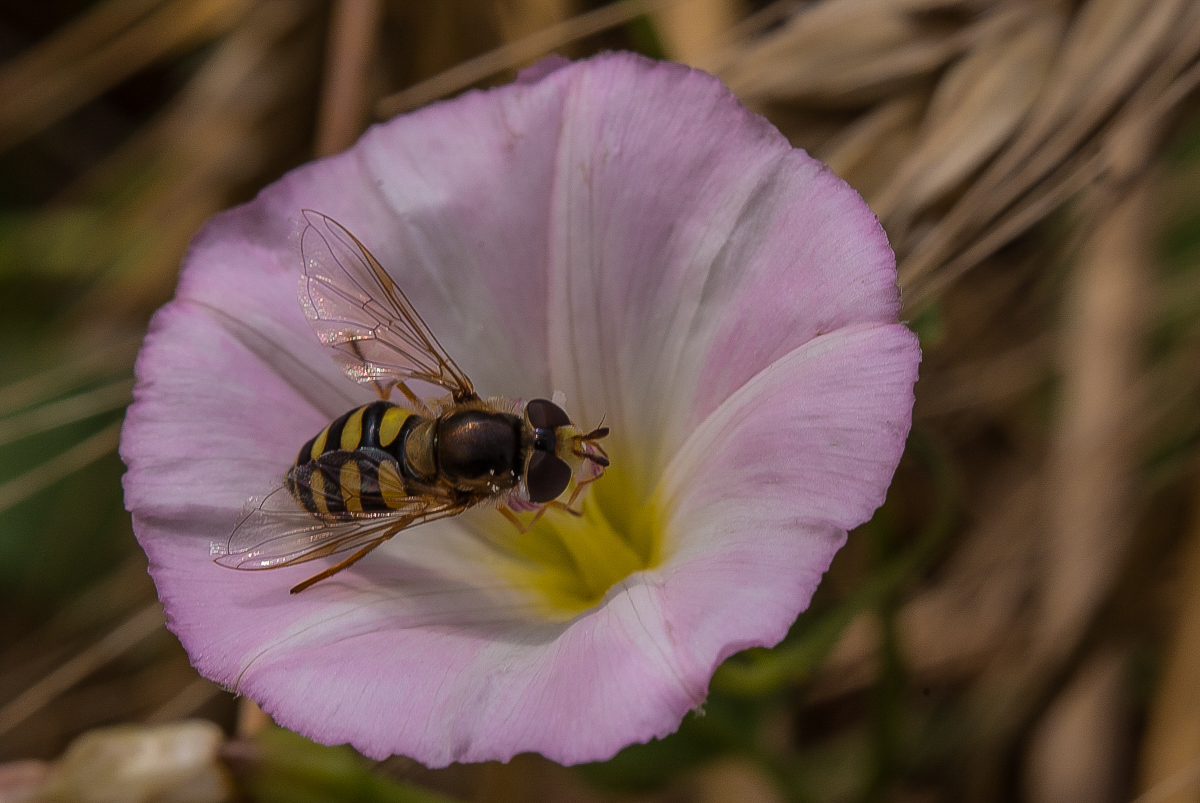 Schwebfliege auf Ackerwinde (1 von 1).JPG