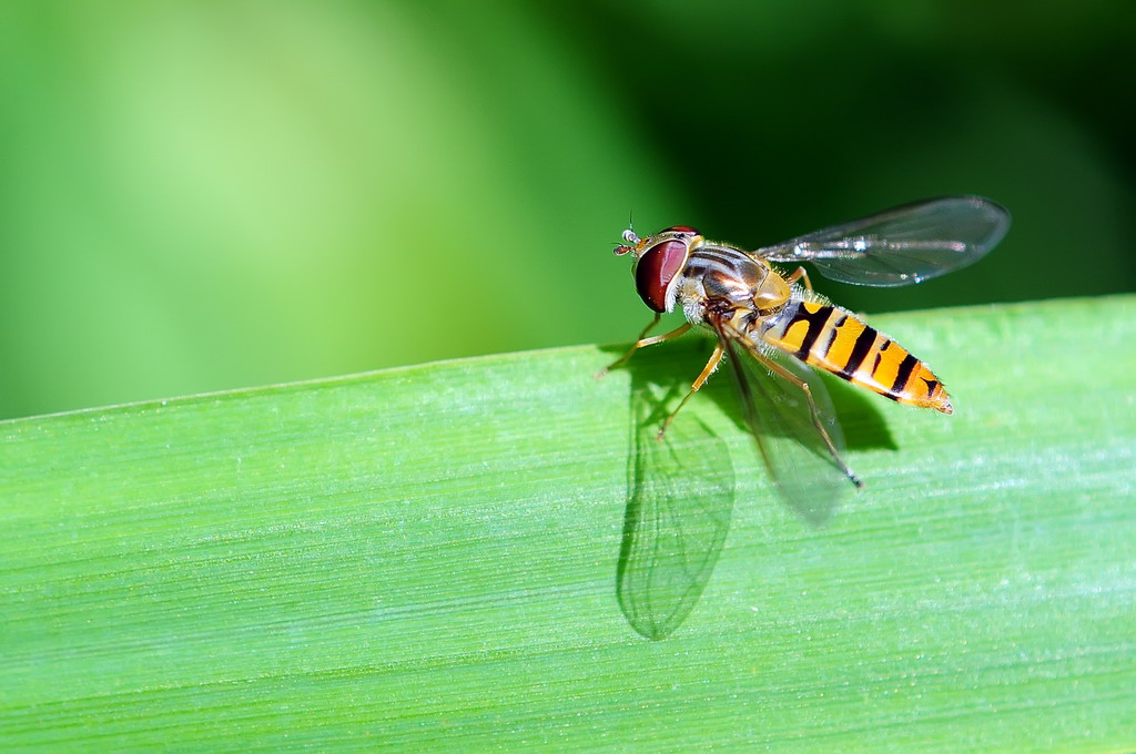 Schwebfliege beim Sonnenbaden