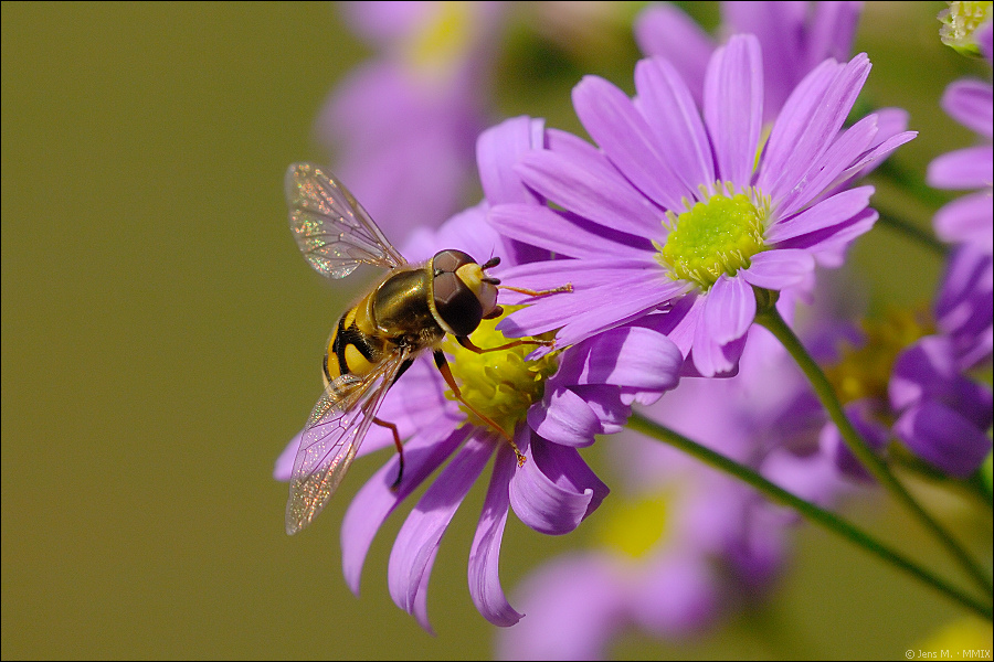 Schwebfliege D2X 3005 1a
Große Schwebfliege (Syrphus ribesii), männlich
· http://www.nikon-fotografie.de/vbulletin/showpost.php?p=1069597&postcount=1