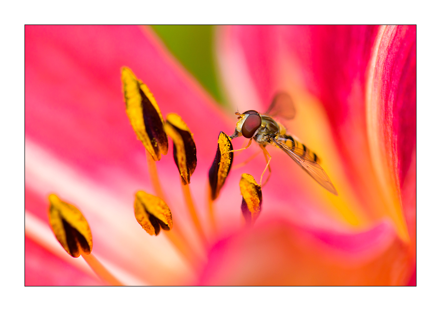 Schwebfliege (Epiyrphus balteatus)

Nikon D800, AF-S Micro-Nikkor f/2.8/ 105 mm, Nikon Speedlighte SB-910, Blende 1:11 bei 1/250 Sekunde.