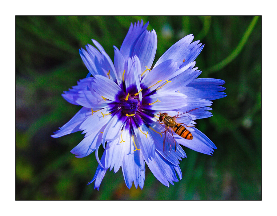 Schwebfliege (Epiyrphus balteatus)