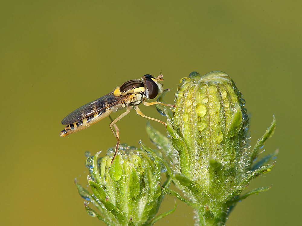 Schwebfliege Hain 2014 08 08 01