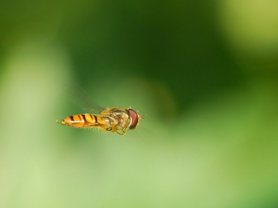 Schwebfliege im Flug
