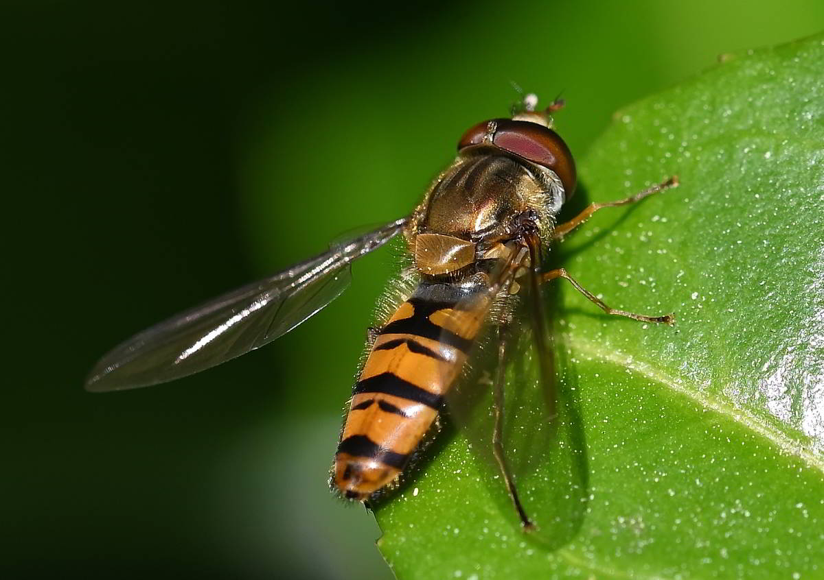 Schwebfliege.JPG