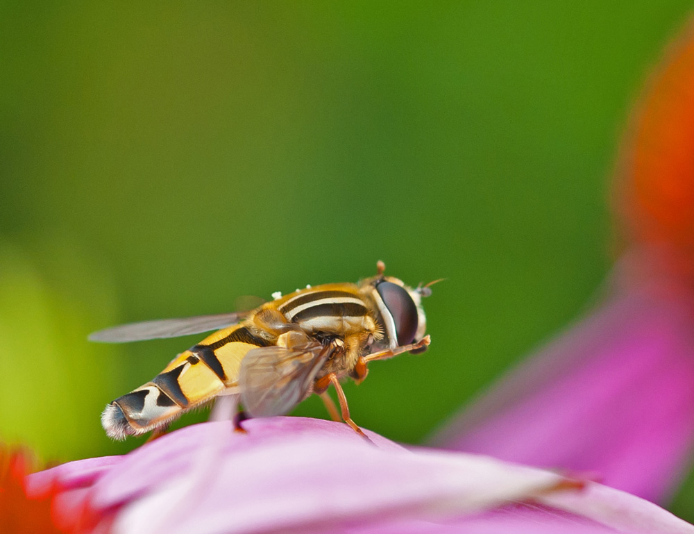Schwebfliege klein DSC 2090