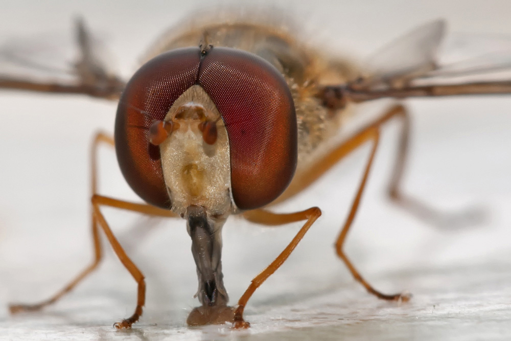 Schwebfliege(n) Staubsauger. Wenn man das hier so nah betrachtet sollte man die Wachstuchdecke auf dem Gartentisch öfters mal desinfizieren, oder?