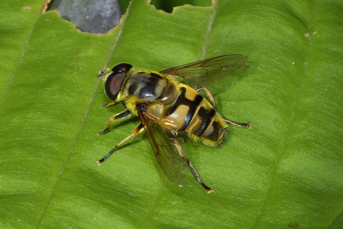 Schwebfliege x