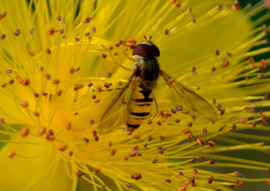 Schwebfliege