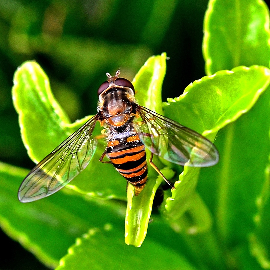 Schwebfliege