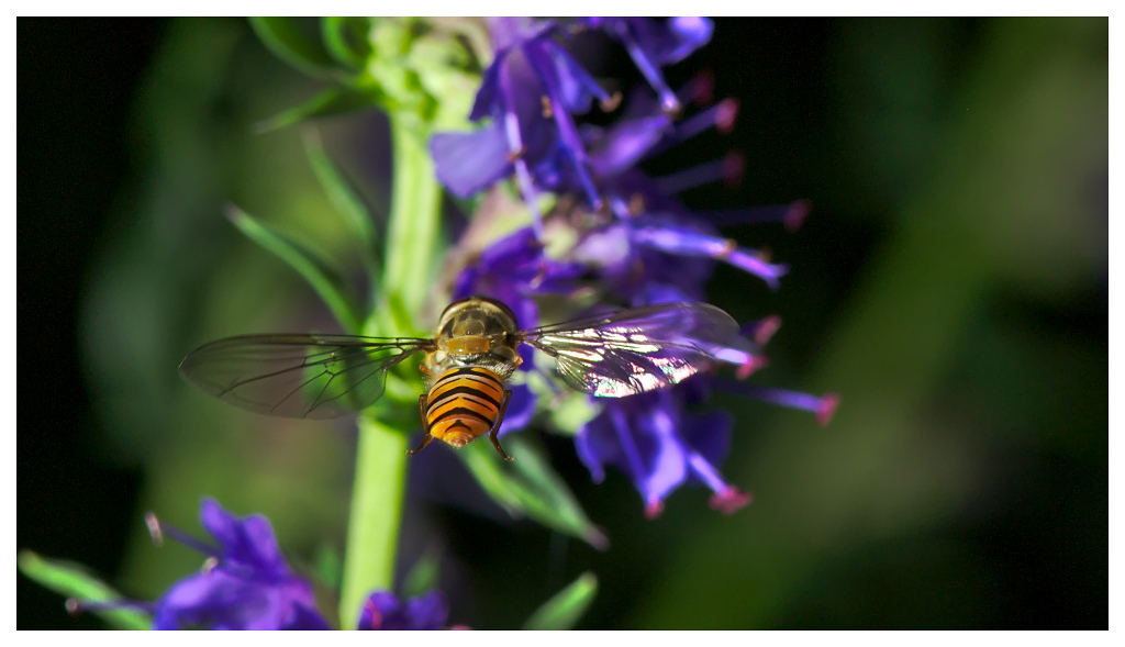 Schwebfliege