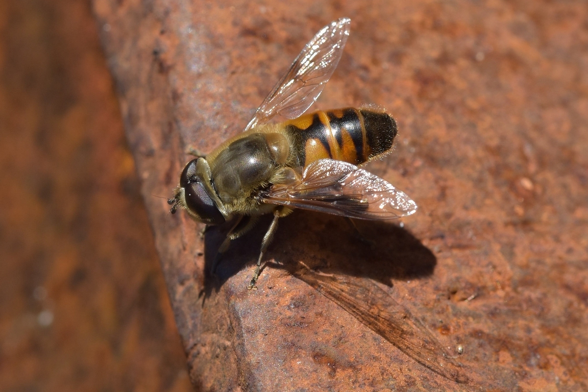 Schwebfliege