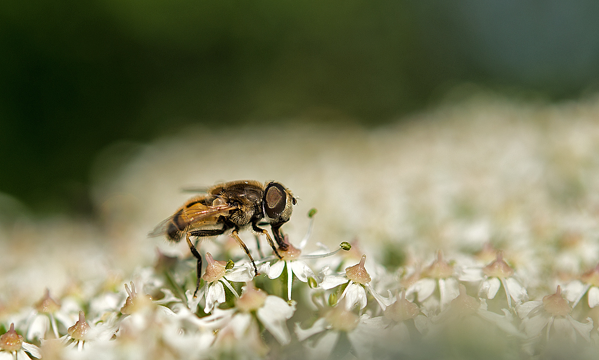 Schwebfliege