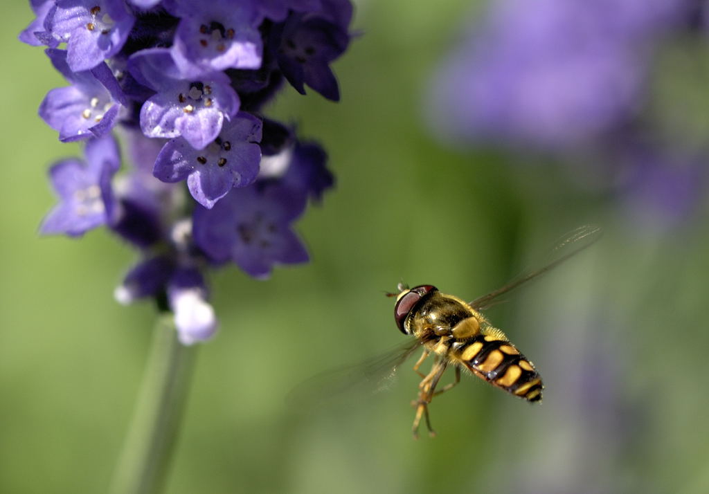 Schwebfliege