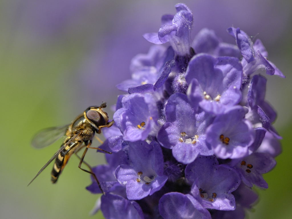 Schwebfliege