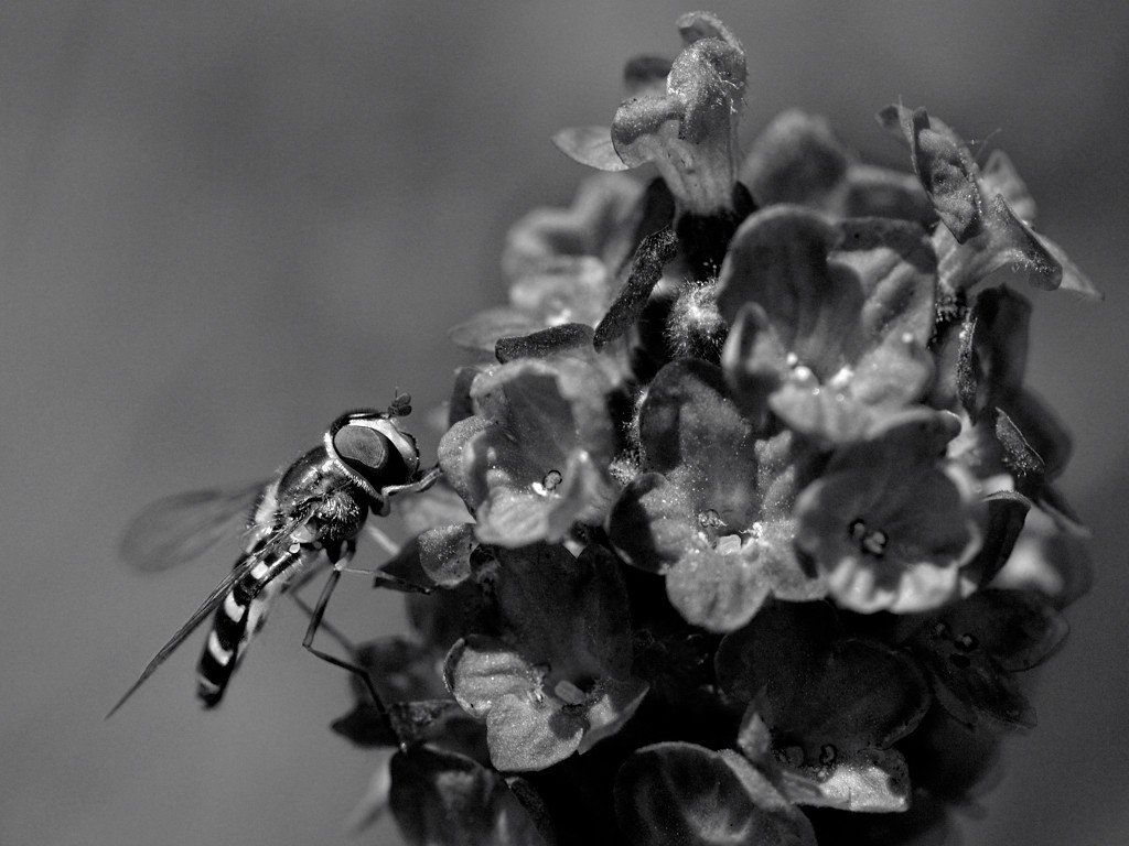 Schwebfliege