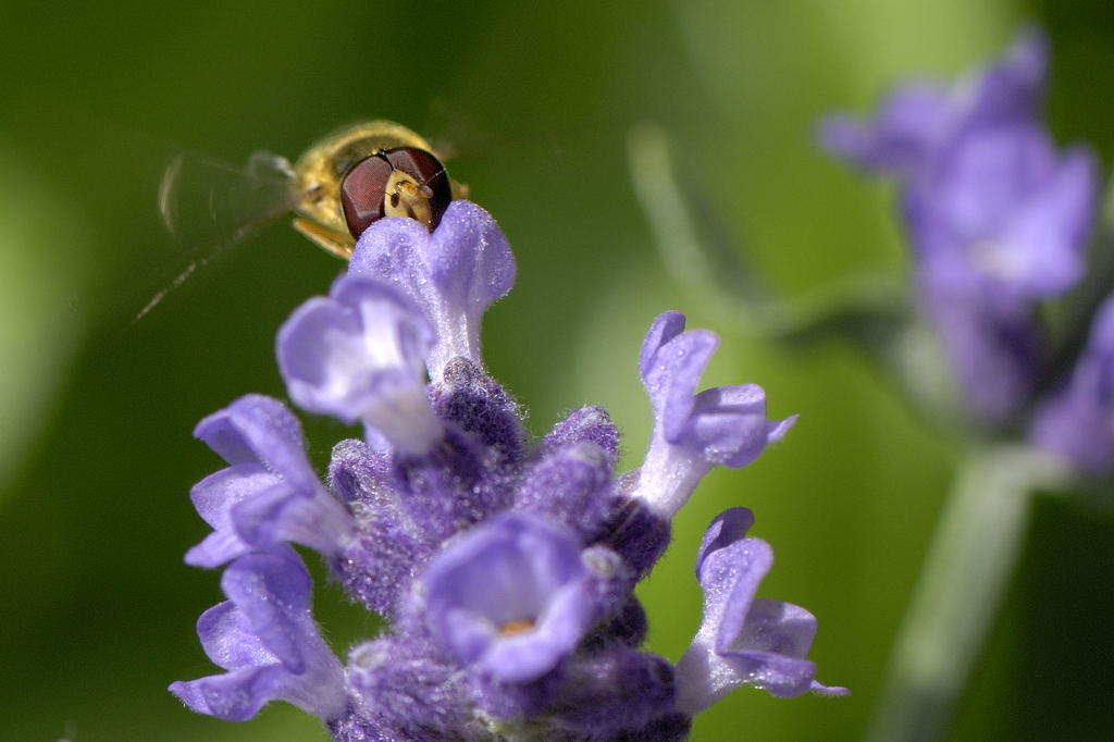 Schwebfliege