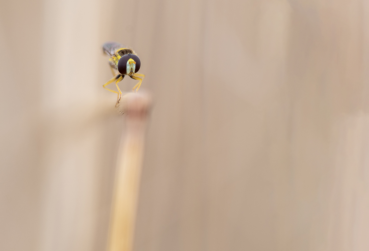 Schwebfliege