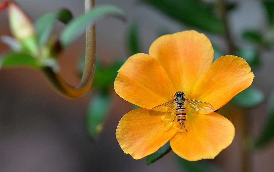 Schwebfliege