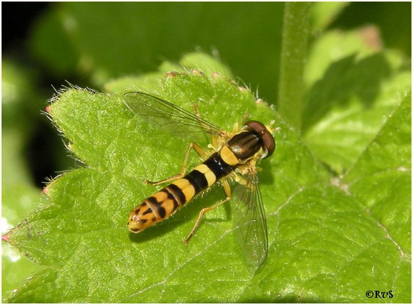 Schwebfliege53