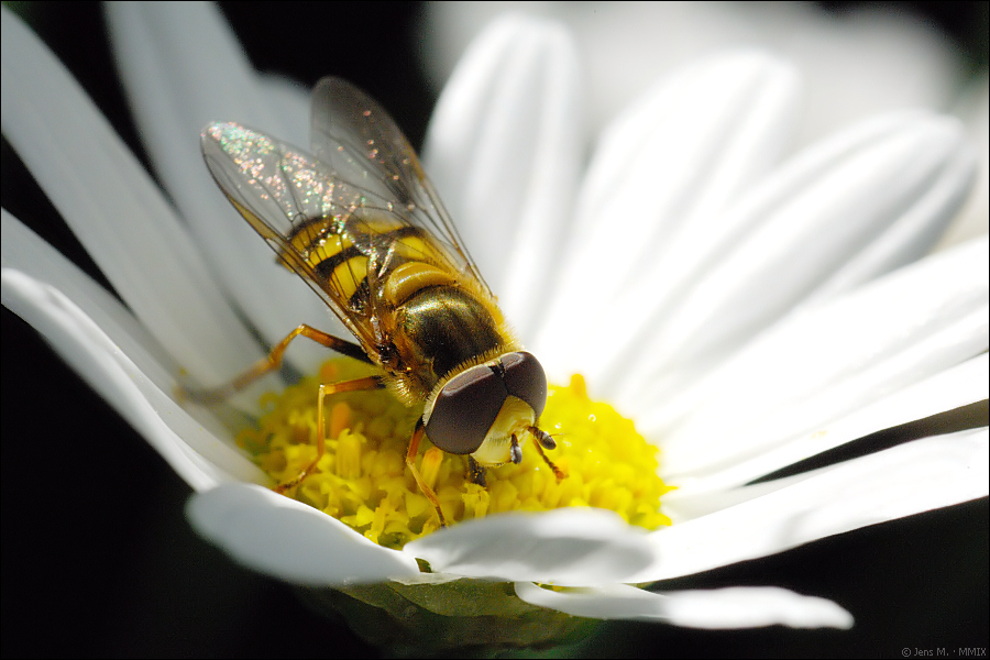 Schwebfliegen D2X 3369 1
· http://www.nikon-fotografie.de/vbulletin/showthread.php?t=102499
· http://www.nikon-fotografie.de/vbulletin/showpost.php?p=