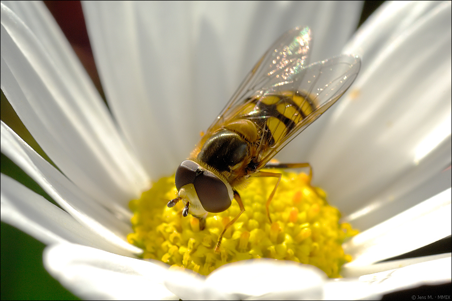 Schwebfliegen D2X 3397 1
· Große Schwebfliege (Syrphus ribesii), männlich
· D2X, Nikkor 60/2.8 AF-D + Kenko 1,4× Pro 300 DG, F16, 1/60s, AF-C, Spotmes