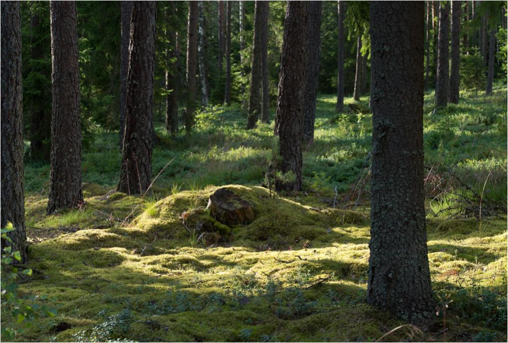 schwedenwald2