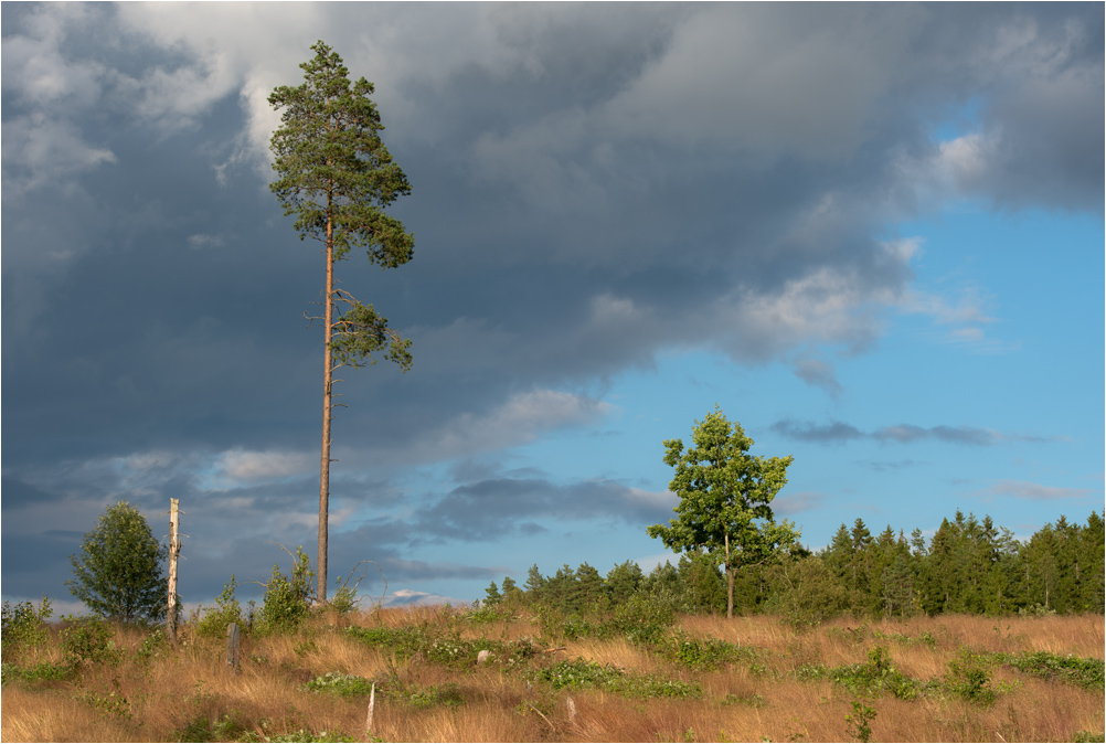 schwedenwald4