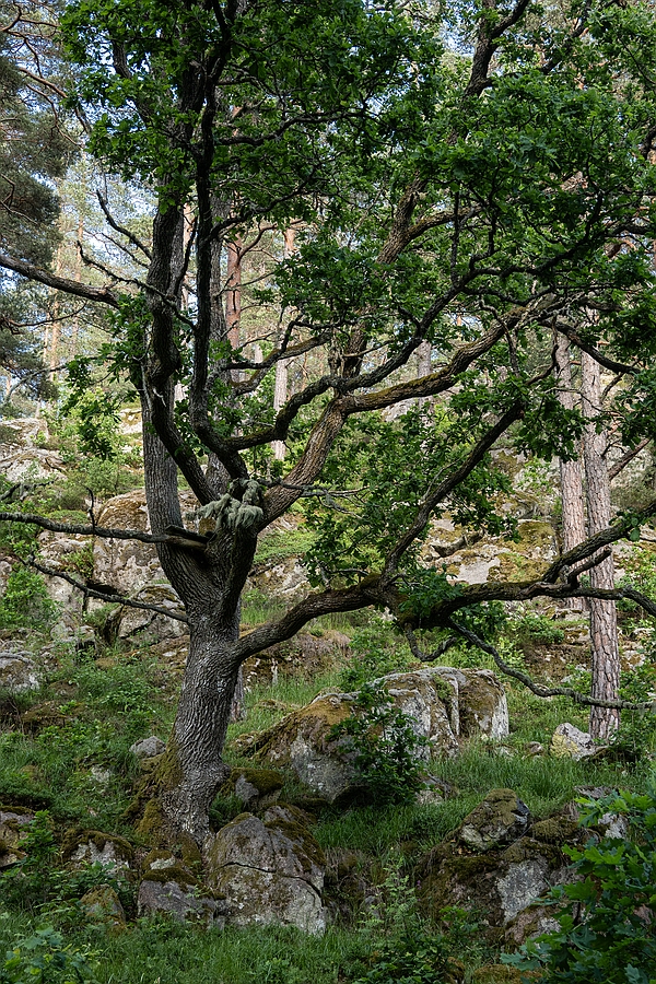 Schwedische Eiche