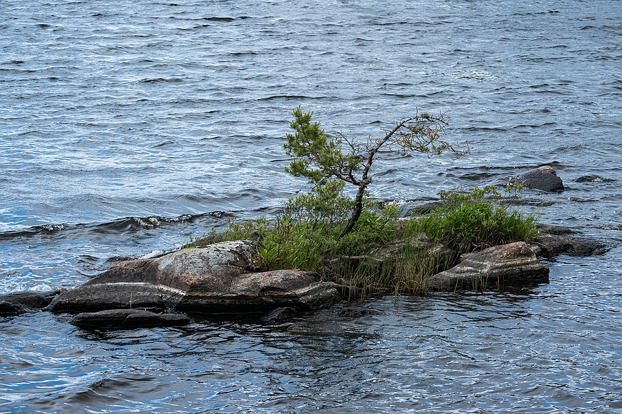 Schwedischer Bonsai