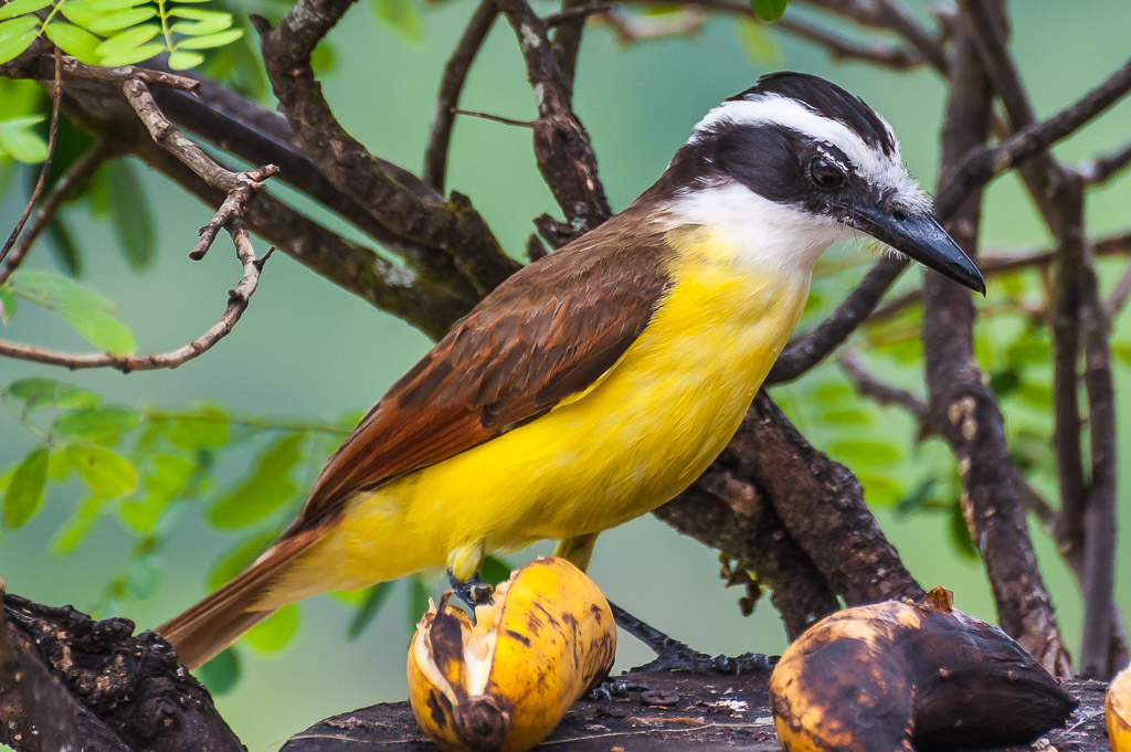 Schwefelmaskentyrann - Costa Rica

Great Kiskadee, Greater Kiskadee, Kiskadee Flycatcher, Pitangus sulphuratus, Tyrannidae, Tyrant-flycatchers